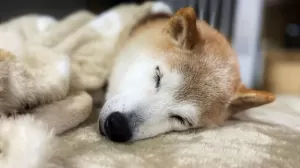 Doge